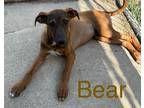 Adopt Bear a Red/Golden/Orange/Chestnut Xoloitzcuintle/Mexican Hairless /