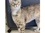 Adopt Sandy a Tan or Fawn (Mostly) Domestic Shorthair (short coat) cat in