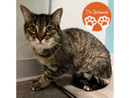 Adopt Santiago a Brown or Chocolate Domestic Shorthair / Domestic Shorthair /