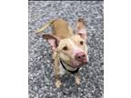 Adopt Bugsy a Tan/Yellow/Fawn American Pit Bull Terrier / Mixed Breed (Medium) /