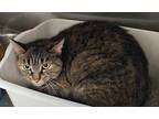 Adopt Millie a Brown Tabby Domestic Shorthair / Mixed Breed (Medium) / Mixed