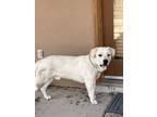 Adopt Polar Bear a Tan/Yellow/Fawn Labrador Retriever / Mixed dog in Las Cruces