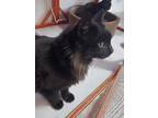 Adopt Amaryllis a All Black Domestic Longhair / Mixed (long coat) cat in