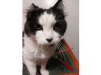 Adopt Ambrose a Domestic Mediumhair / Mixed (long coat) cat in Glendive