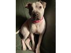 Adopt Bruno a White - with Gray or Silver American Pit Bull Terrier / Mixed dog