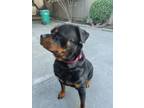 Adopt Bella a Black - with Brown, Red, Golden, Orange or Chestnut Rottweiler /