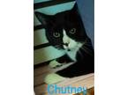 Adopt Chutney a Black & White or Tuxedo Domestic Shorthair / Mixed cat in