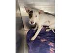 Adopt Shane G24 4-22-24 a White Australian Cattle Dog / Mixed dog in San Angelo