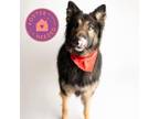 Adopt Sonny a Black Mixed Breed (Large) / Mixed dog in Oklahoma City