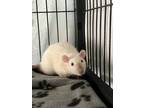 Adopt Carlo a Rat small animal in Greater Napanee, ON (41245680)