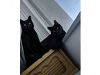 Adopt Woobie & Lucy a All Black Bombay / Mixed (medium coat) cat in New Smyrna
