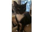 Adopt Duchess a Black & White or Tuxedo Domestic Shorthair (medium coat) cat in