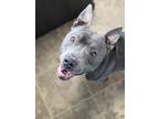Adopt Creed 6-24 a Merle American Pit Bull Terrier / Mixed Breed (Medium) /