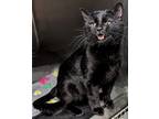Adopt Chiefs a All Black Domestic Shorthair / Domestic Shorthair / Mixed cat in
