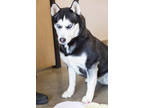 Adopt Edwina a Black Husky / Mixed Breed (Medium) / Mixed (short coat) dog in
