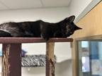Adopt Cheddar a All Black Domestic Shorthair / Domestic Shorthair / Mixed cat in
