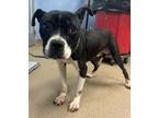 Adopt Saint a Black Mixed Breed (Medium) / Mixed dog in Chamblee, GA (41245616)