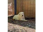 Adopt Saul a White Great Pyrenees / Mixed dog in Cumming, GA (38116397)