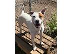 Adopt Nell a White American Staffordshire Terrier / Mixed Breed (Medium) / Mixed
