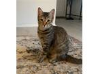 Adopt Bunny a Calico or Dilute Calico Domestic Shorthair / Mixed (short coat)