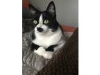 Adopt Rigby a Black & White or Tuxedo American Shorthair / Mixed (short coat)