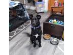 Adopt Tater Tot a Black - with White Labrador Retriever / Mixed dog in