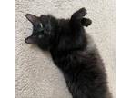 Adopt Loki a All Black Domestic Longhair (medium coat) cat in District Heights