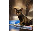 Adopt Elvira a All Black Domestic Shorthair / Mixed cat in Modesto