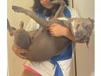Adopt Nala a Gray/Blue/Silver/Salt & Pepper Staffordshire Bull Terrier /