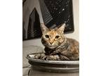 Adopt Lucy a Tortoiseshell Domestic Mediumhair / Mixed (medium coat) cat in