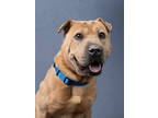 Adopt Beth a Brown/Chocolate Shar Pei / Mixed dog in Atlanta, GA (41213487)