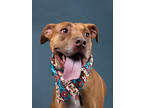 Adopt Coda a Brown/Chocolate Rhodesian Ridgeback / Mixed dog in Atlanta