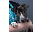Adopt Sasha a Black American Pit Bull Terrier / Mixed dog in Atlanta