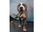 Adopt Bravo a Brown/Chocolate American Pit Bull Terrier / Mixed (short coat) dog