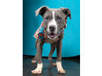 Adopt Dennis a Gray/Blue/Silver/Salt & Pepper American Pit Bull Terrier / Mixed