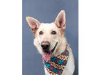 Adopt Balto a Tan/Yellow/Fawn German Shepherd Dog / Mixed dog in Atlanta