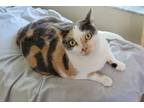 Adopt Butterball a Calico or Dilute Calico Calico / Mixed (medium coat) cat in
