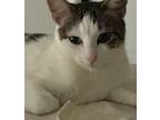 Adopt Cherry ???? a White (Mostly) Domestic Shorthair / Mixed (short coat) cat