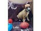 Adopt Lolo a Tricolor (Tan/Brown & Black & White) Jack Russell Terrier / Terrier