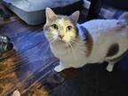 Adopt Stella a White (Mostly) Calico / Mixed (short coat) cat in Dayton