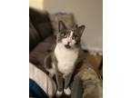 Adopt Padme a Gray or Blue (Mostly) Russian Blue / Mixed (short coat) cat in