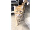 Adopt Alf a Orange or Red Domestic Shorthair / Domestic Shorthair / Mixed cat in