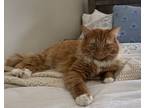 Adopt Weasley a Orange or Red Tabby Tabby / Mixed (medium coat) cat in Leo