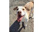 Adopt Xander a Tan/Yellow/Fawn American Pit Bull Terrier / Mixed dog in