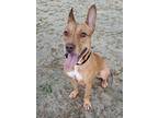 Adopt Daisy a Brown/Chocolate American Pit Bull Terrier / Mixed Breed (Medium) /