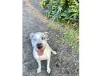 Adopt Dallas a White - with Tan, Yellow or Fawn Catahoula Leopard Dog /