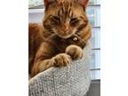 Adopt Dude a Orange or Red Tabby Tabby / Mixed (short coat) cat in Westfield