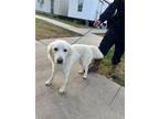 Adopt Jasper a White Retriever (Unknown Type) / Mixed dog in Salt Lake City
