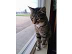 Adopt Reese a Domestic Shorthair / Mixed (short coat) cat in Ladysmith