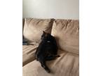 Adopt Pan pan a Black (Mostly) Domestic Mediumhair / Mixed (short coat) cat in